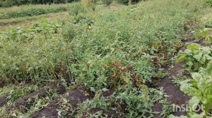 9.08.2025 трудимся, всё как обычно/как живут в русской деревне...