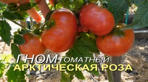 Томатный гном АРКТИЧЕСКАЯ РОЗА. Обзор сортов ТОМАТОВ!
