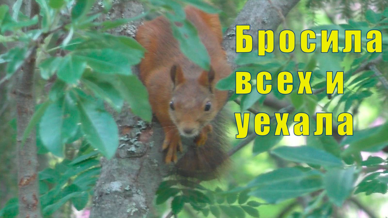 БРОСИЛА ВСЕХ И УЕХАЛА /КОШКИ ОТОМСТИЛИ / 03 и 04  августа 2025