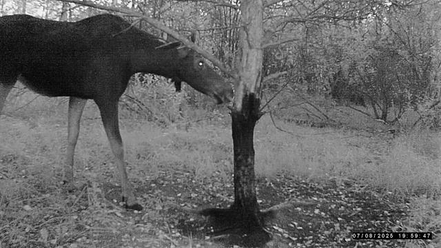 Лосиха заглянула смотреть онлайн