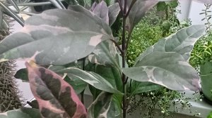 Псевдэрантемум: пересадка и уход.