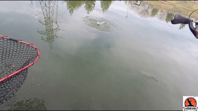 У меня обновка!  Ловлю форель на спиннинг  Maximus MIDORI AREA 602XUL 1,83 M 0,8-4g