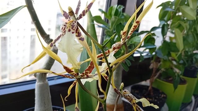 Эпифиллум оксипеталум (Epiphyllum oxypetalum), лесной кактус цветет. Королева ночи 🤩 смотреть онлайн