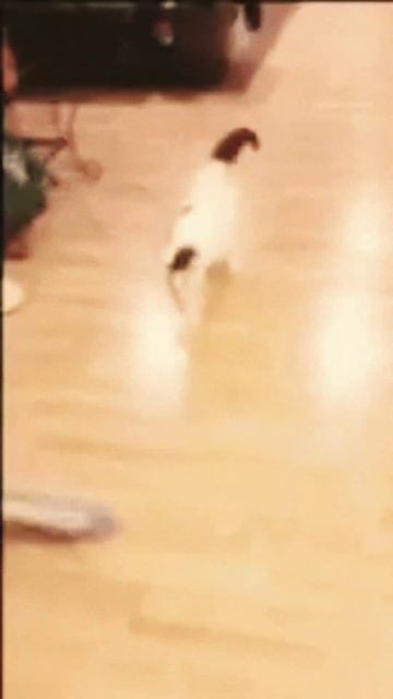 Кошка помогает делать убору смотреть онлайн