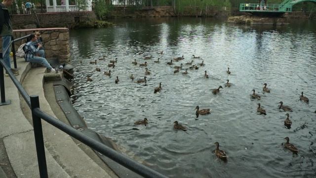 Кормление уток в парке Гагарина.