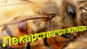 🐝 Варроатоз пчел: лечение, препараты — мнение профессора Кашковского