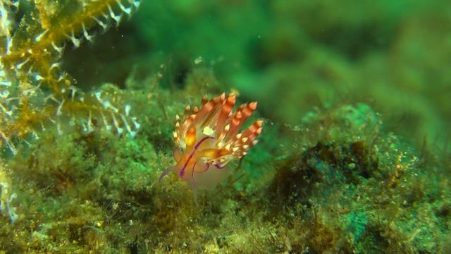 ЯРКИЕ ЦВЕТА ОКЕАНА смотреть онлайн