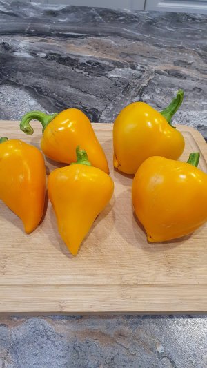 ЛЕСЯ ЖЁЛТАЯ И ЛЕСЯ ОРАНЖЕВАЯ. В ЧЁМ ОТЛИЧИЕ.