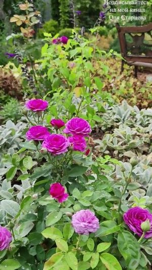 Какие розы богато цветут в августе: Лаурен Каброль и Хайди Клум. 08.08.2025 г. Пятигорск.
