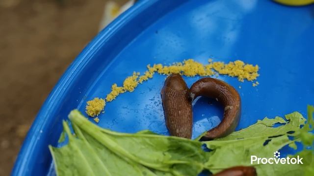 СЛИЗНИ БОЯТСЯ ЭТОГО КАК ОГНЯ! Лучшие средства от слизней – протестировали и показываем результат смотреть онлайн