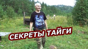 Тайга хранит секреты:  На Ниве к старому зоновскому стрельбищу