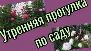 Прогулка по саду. Ленинградская область.