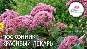 Посконник - красивый лекарь