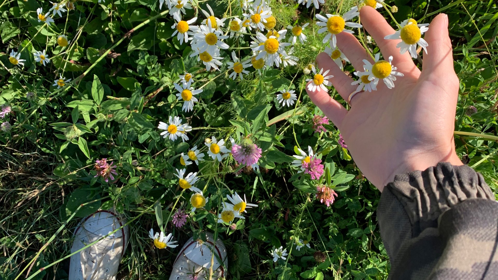 Мастерская Shamrock