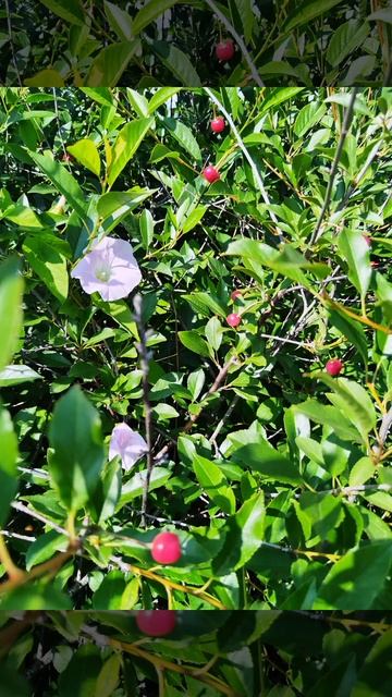 Краски лета