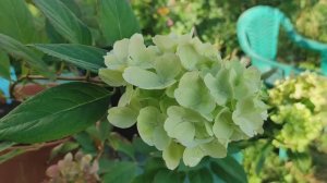 СУПЕР НОВИНКА в мире МЕТЕЛЬЧАТЫХ ГОРТЕНЗИЙ. ПИКСИО/PIXIO 100 % ПЕРЕСОРТ! #пиксио #гортензия #цветы