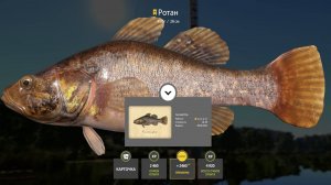 ФАРМ ДЛЯ НОВИЧКОВ НА РОТАНЕ И МНОГО КОИ НА МЕДНОМ ОЗЕРЕ В РУССКОЙ РЫБАЛКЕ 4 РР4