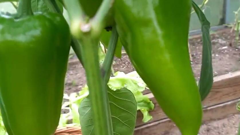 Пока солнце светит и греет, пока температура +22-23 ⁰С, есть надежда, что перцы успеют созреть. смотреть онлайн