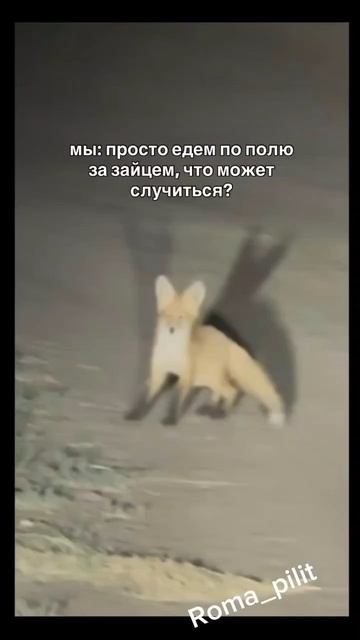 #животные #заяц #лиса #страх #испуг смотреть онлайн