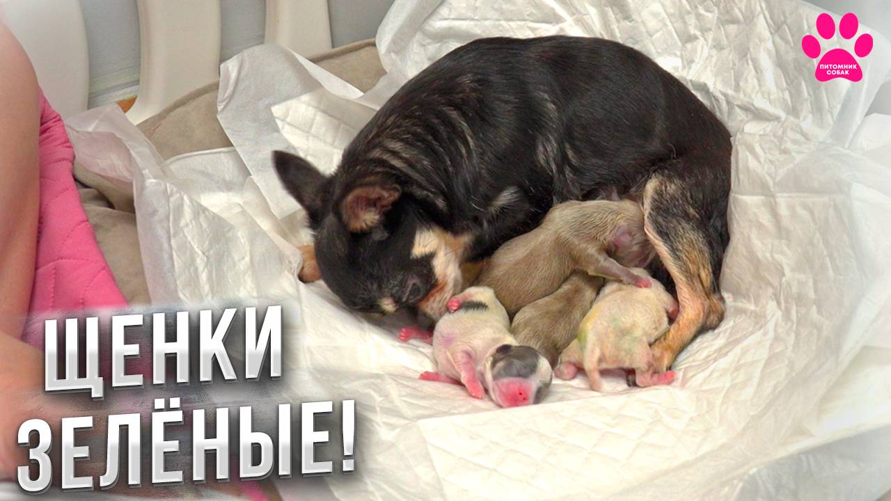 Таинство родов у чихуахуа! Такое показывают только на нашем канале. Сколько щенков родила Нона? смотреть онлайн
