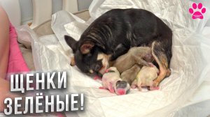 Таинство родов у чихуахуа! Такое показывают только на нашем канале. Сколько щенков родила Нона?