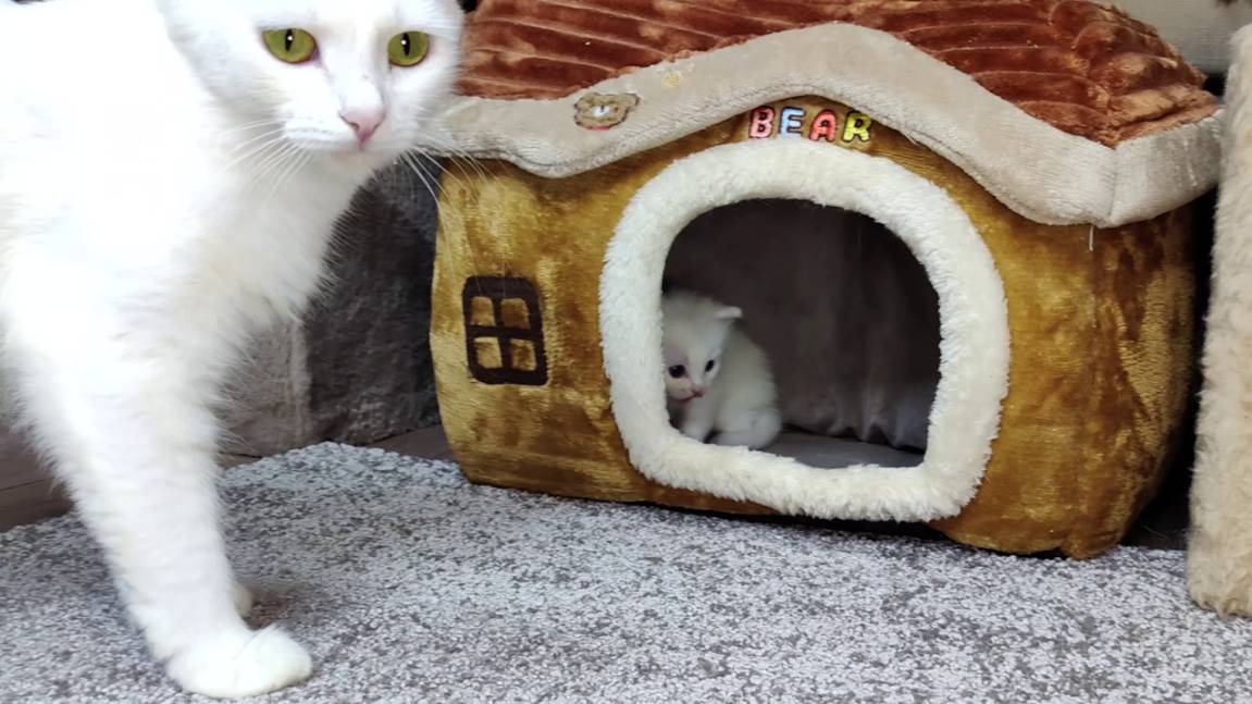 Мама-кошка и её любимые котята. Мама-кошка и её старший брат пришли навестить котёнка. смотреть онлайн