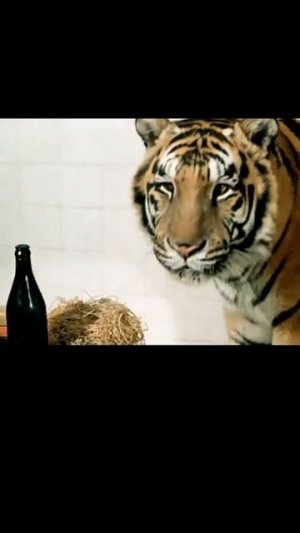 Как ИСПУГ Евгения Леонова сделал сцену с тигром ГЕНИАЛЬНОЙ! #евгенийлеонов #леонов #кино #ссср