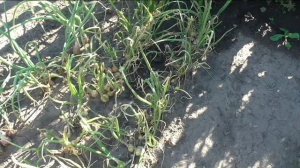 Лук севок сорта ХАЛЦЕДОН, выращенный из чернушки.