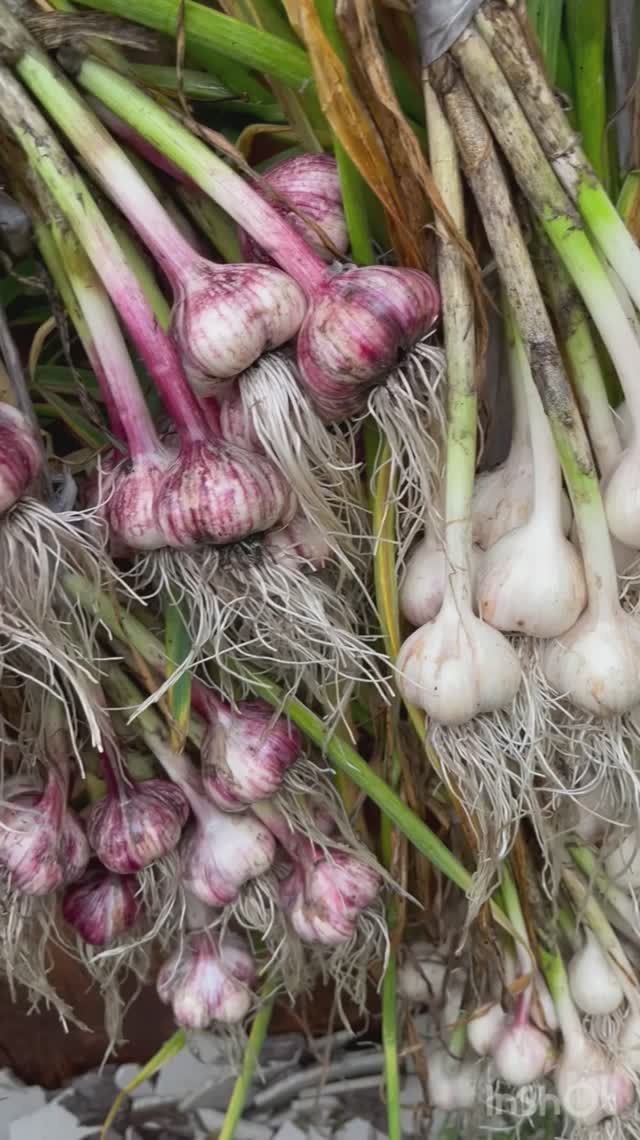 Уборка озимого чеснока, мой результат #чеснок #огород смотреть онлайн