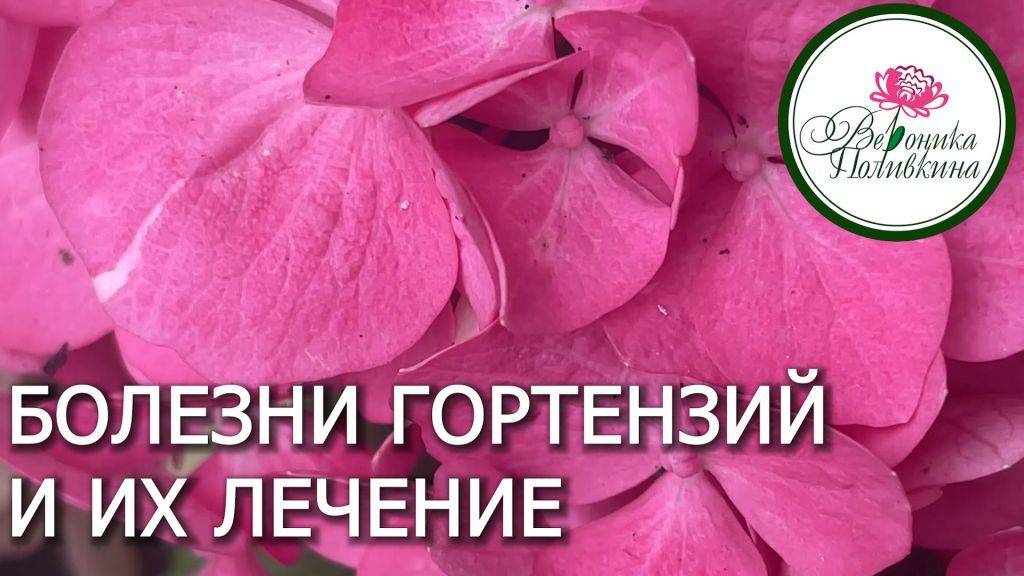 БОЛЕЗНИ ГОРТЕНЗИИ И ИХ ЛЕЧЕНИЕ смотреть онлайн