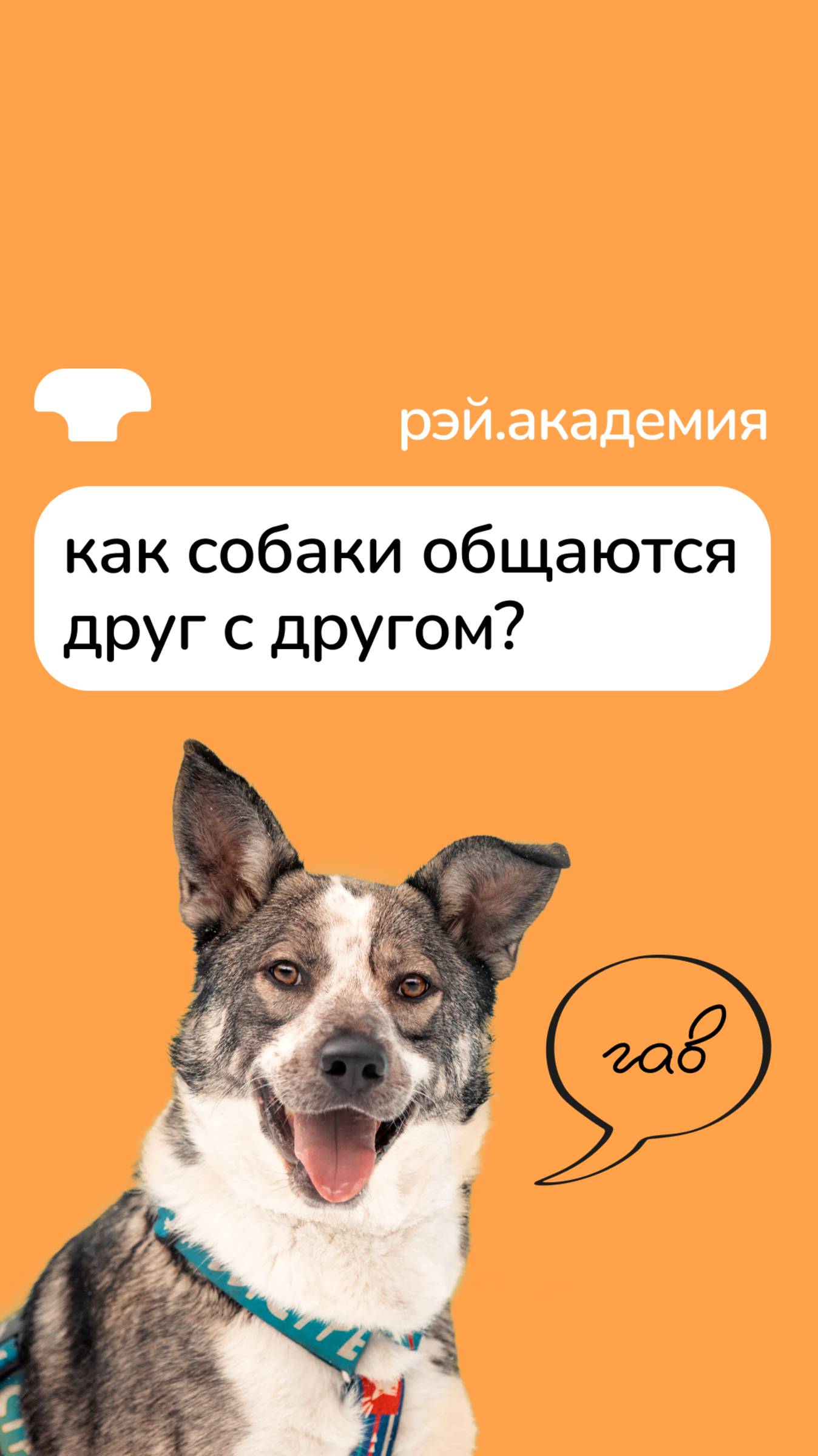 Как общаются собаки? смотреть онлайн