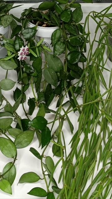 Хойя Куртиси (Hoya curtisii) мои цветы смотреть онлайн
