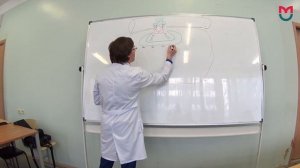 Биохимия Инсулин 3 часть