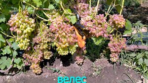 велес после дождей 25г