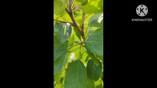 Яблоня и Сумах. Вот такая красота. смотреть онлайн