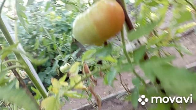 /обзор огорода/обзор огорода в августе/Что выросло и что растёт/ смотреть онлайн