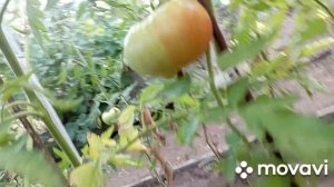 /обзор огорода/обзор огорода в августе/Что выросло и что растёт/