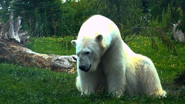 Животный мир смотреть онлайн