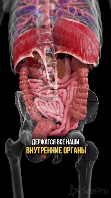 Пиши слово «Стоп» в комментариях и я пришлю вам информацию как избавиться от плоскостопия навсегда❤ смотреть онлайн