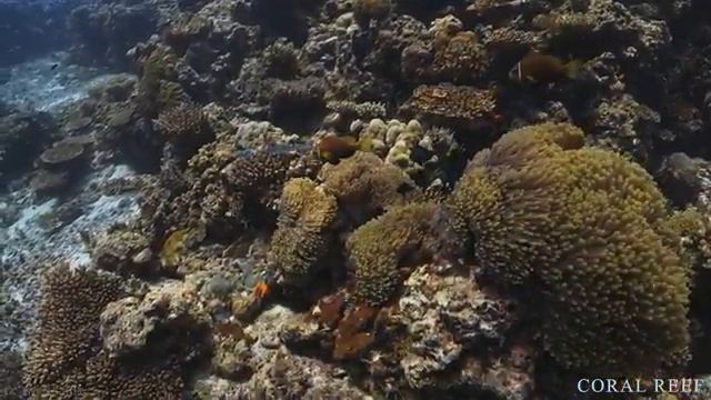 Под водой смотреть онлайн