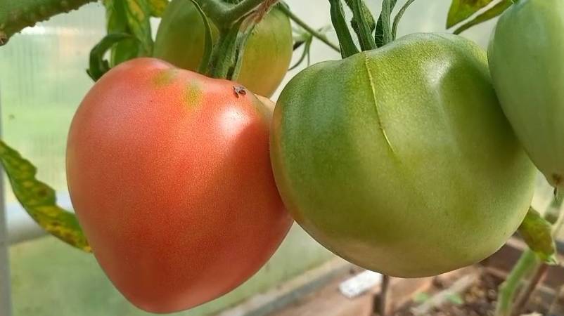 7 сортов томатов. Радуемся некоторым созревшим помидоркам. Готовимся ко встрече с осенью. смотреть онлайн