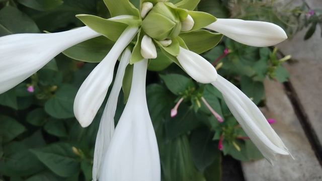 Готовая Работа но Не Моя 💥 Мои Планы 🍀 смотреть онлайн