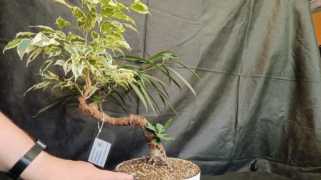 √14 фикус 112 (Бонсай)