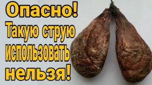 ОПАСНО! Такую струю бобра использовать нельзя!Как выглядит струя бобра.Бобровая струя от простатита