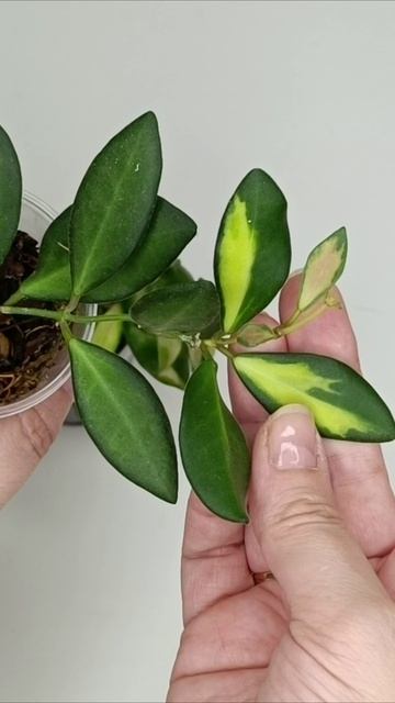 Хойя Тсанги смотреть онлайн