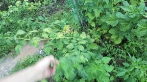 Хитрость с малиной, обламывания макушек, для получения максимального количества пасынков.