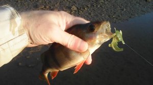 Август 09.08.2025г. Окуни на отводной поводок , приманка китайская тиога