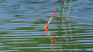 Рыбалка 8 августа на линя на поплавок в тростниках на другом людном озере - П-1