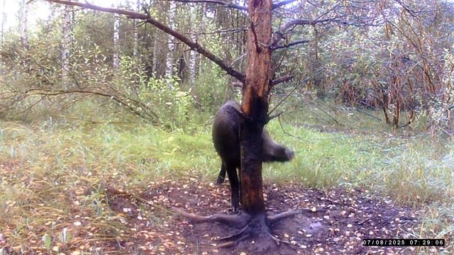 Кабан на чесалке смотреть онлайн