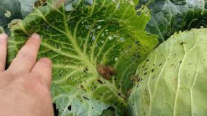 КАК ИЗБАВИТЬСЯ ОТ СЛИЗНЕЙ НА СВОЕМ УЧАСТКЕ дешево, без химии #слизень #вредители #борьбасвредителями